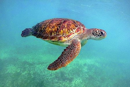 Akumal Bay snorkeling, plus 3 cenotes and great food