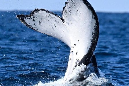 Whale Watching Adventure Ballina
