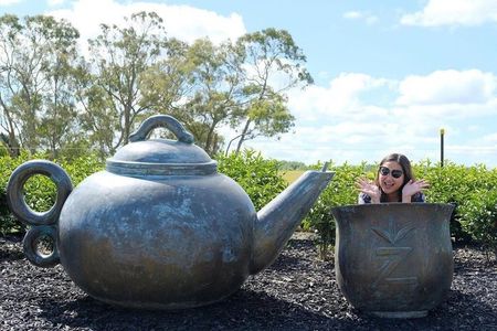 Private tour from Auckland - Waitomo Glowworm Caves, Zealong Tea & Kiwi Bird
