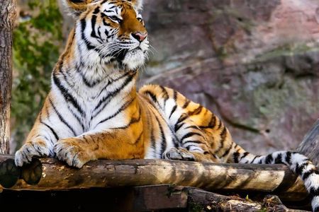 7-Day Golden Triangle Tour with Ranthambore Tiger Safari