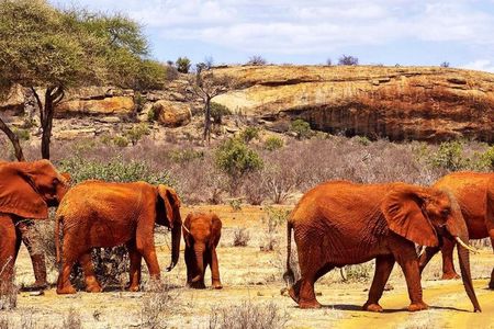 5 Days Safari Tsavo East West and Amboseli from Mombasa/ Nairobi