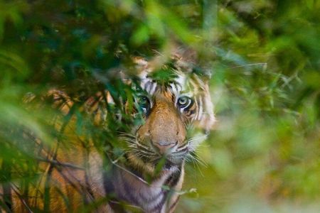 4 Day Golden Triangle With Ranthambore Tiger Safari From Delhi
