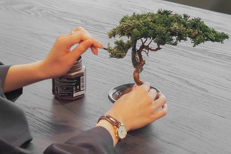 Bonsai Souvenir Making (Japanese Art) in Osaka