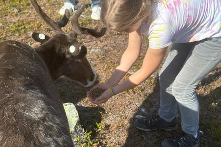 Short Reindeer Feeding Experience in Hammerfest