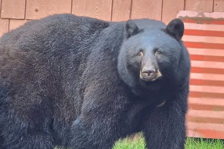 Alaska Wildlife Waterfall Tours