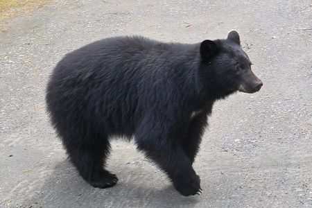 Private Van Wildlife Tour