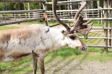 Arctic Reindeer Hike Experience - Rovaniemi