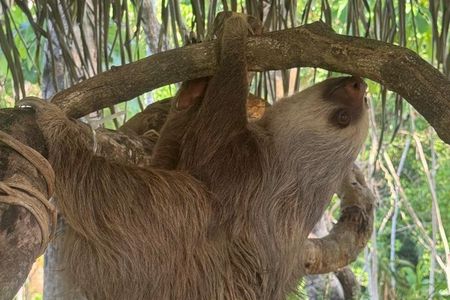 Samara Sloth Hiking & Butterfly Garden