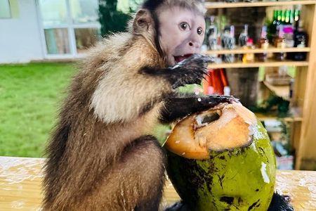 Punta cana : monkey sanctuary, lunch, Macau beach