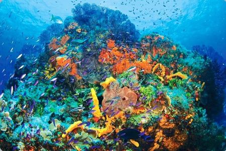 Tour Privado en Barco en Puerto Morelos con Almuerzo Incluido