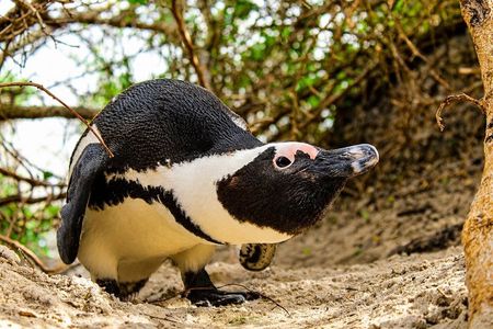 Cape Town: Cape Peninsula Tour