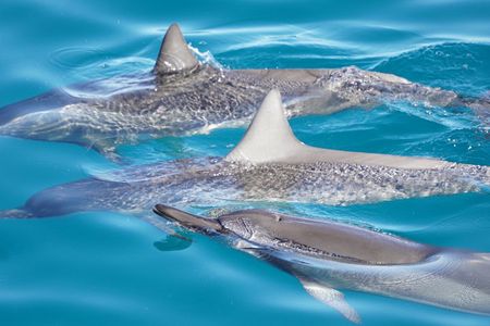 4 Hour Big Island Dolphin Watch Boat Tour, Snorkeling & BBQ Lunch