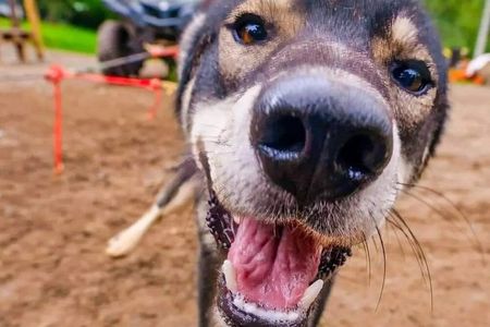 Summer Dog Sled Adventure in Willow Alaska