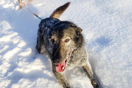 Winter Dog Sled Adventure in Willow Alaska