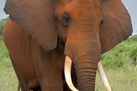 Big Five Safari: 4-Day Ultimate Wildlife Adventure