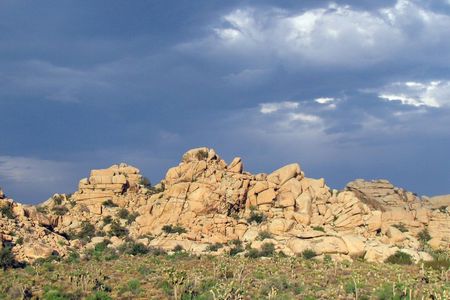 Guided Tour of Joshua Tree National Park with Local Expert