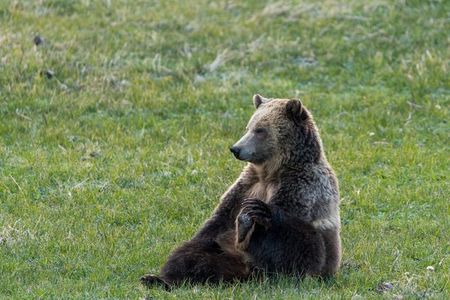 Full Day Guided Wildlife Photography Tour in Yellowstone