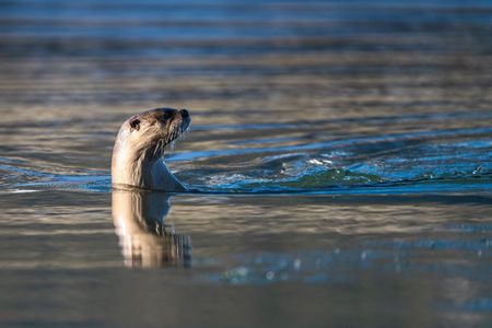 3 Day Guided Wildlife Photography Tour in Yellowstone