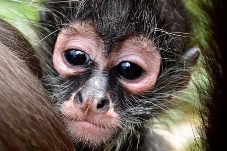 Wildlife rescue & hidden cenote experience