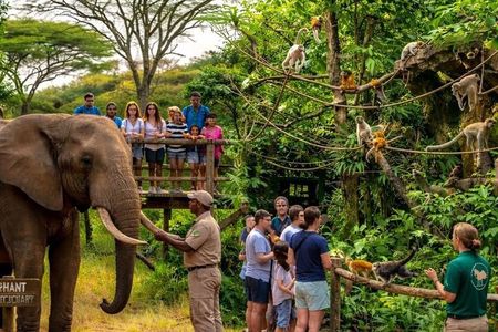 Elephant & Monkey Sanctuary Tour from Johannesburg