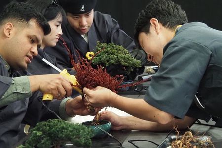 Osaka: Bonsai Making with a Local Guide
