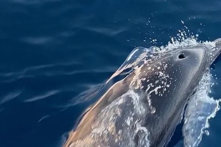 Excursion plus search for dolphins