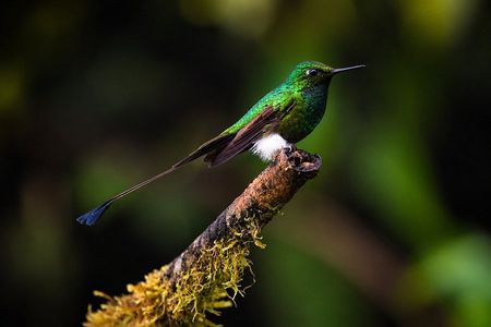 Mindo Cloud Forest Tour: Hummingbirds, Birdwatching & Waterfalls