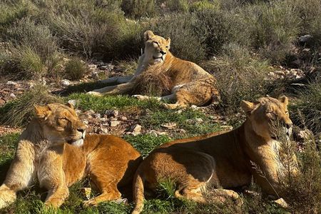 Big 5 Safari with Pre-Booked Ticket-From Cape Town