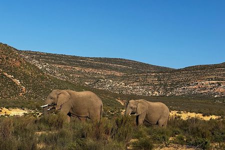 Aquila Big 5 Safari and Wine Tasting Day Tour – From Cape Town