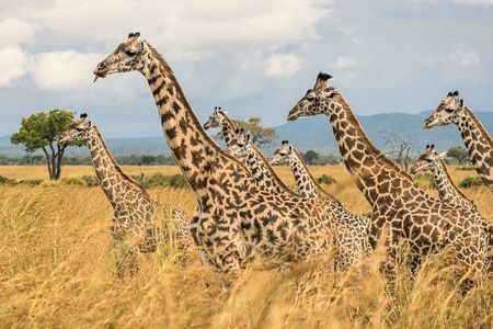 Full Day Trip to Mikumi National Park from Zanzibar