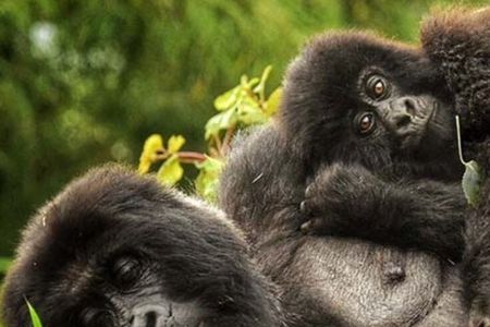 3 Days Gorilla trekking, Equator and Community Tour