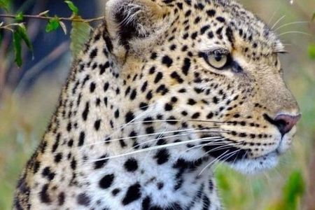 7 Days Tsavo East, Taita, Amboseli & Sanctuary Safari.