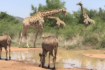 Zanzibar to Mikumi Safari Day Trip with Flight, Lunch & Transfers