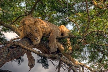 Zanzibar to Mikumi Safari Day Trip with Flight Lunch and Transfer