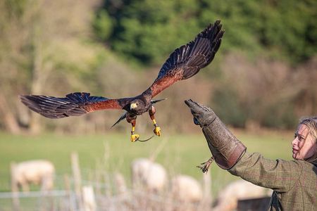 Hawk Walk through the Highland Woodland of Inverness