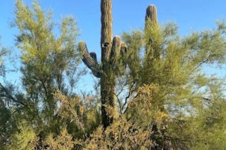 Wellness Walk & Guided Meditation: Desert Botanical Garden, 2.5hr