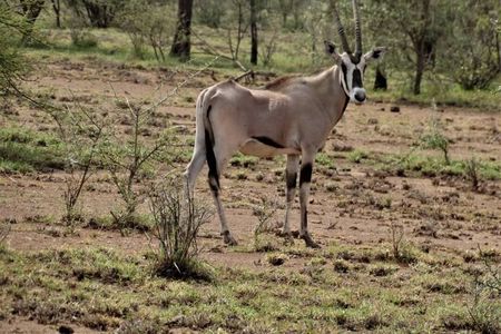 2-Day Awash National Park Safari & Doho from Addis Ababa