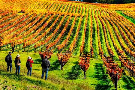 Private Wine Tasting Day Tour from Beirut