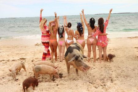 Adults Only Booze and Cruise Swimming Pigs Snorkeling Sightseeing