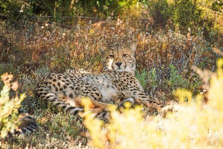 Free Roaming Cheetah Experience