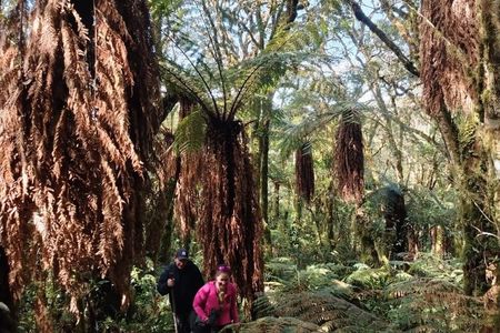 Jurassic Jungle Hike: Discover the Giant Ferns of Amboró