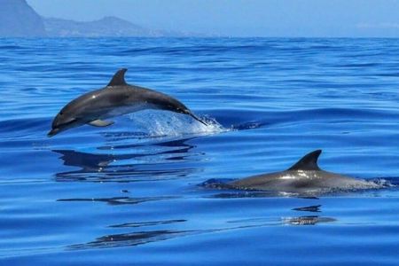 2.5 Hours Sunset Boat Tour in Search of Dolphins