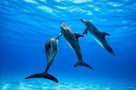 2.5 Hours Sunset Boat Tour in Search of Dolphins