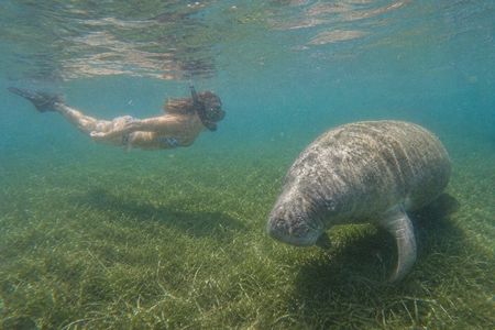 Snorkel Search for Wild Manatees and Turtles Videos Included