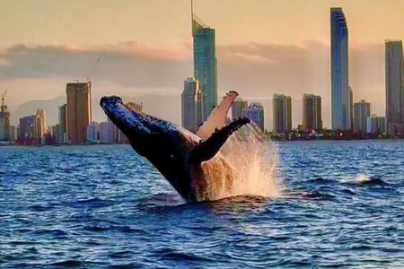Whale Watching Cruise on the Gold Coast