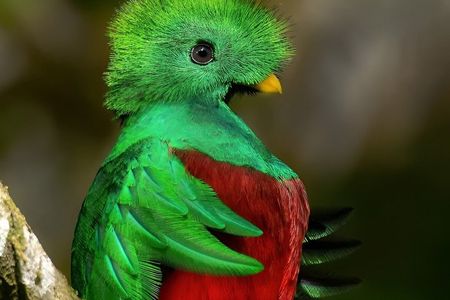 Curi-Cancha Birdwatching Tour – Quetzals, Toucans & Hummingbirds