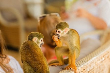 Punta Cana Monkeyhouse and Adventure Horseback Ride