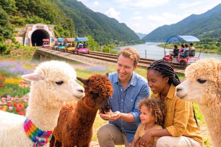 Alpaca World and Gangchon Rail Bike Day Trip from Seoul