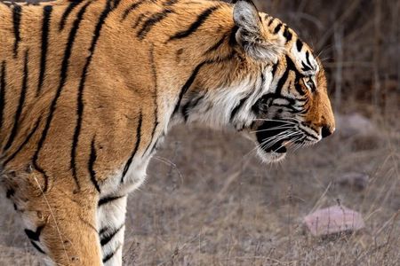 Golden Triangle Tour With Tiger Safari at Ranthambore 7 days