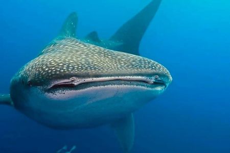 Whale Shark Snorkeling Adventure in Isla Mujeres